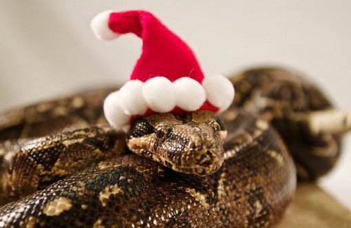 Santa Snake.jpg